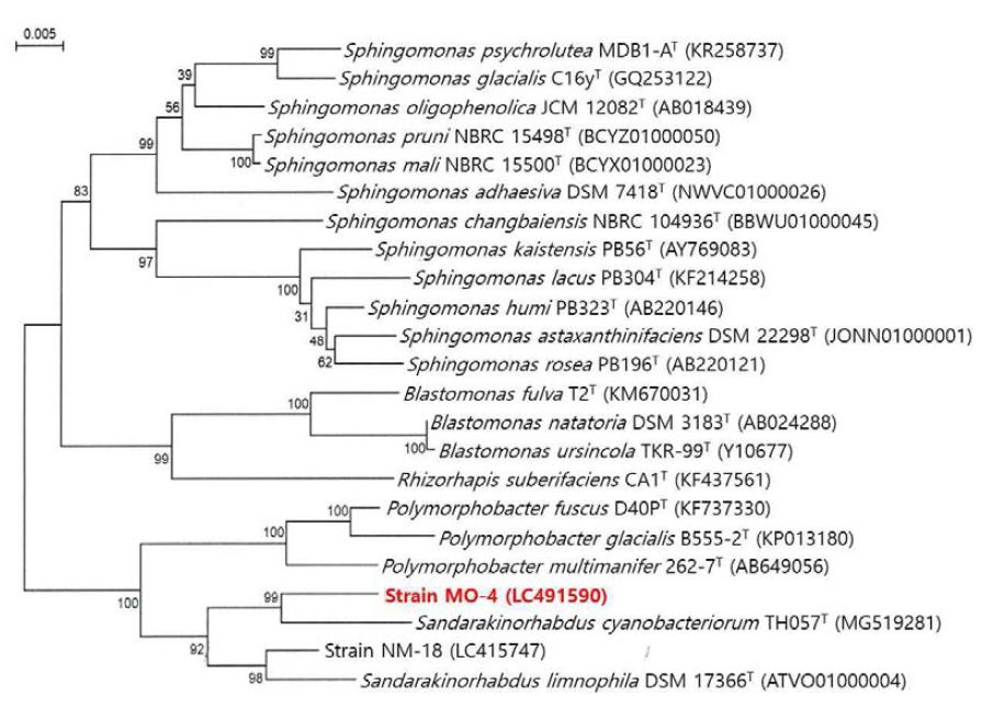 Rooted neighbor-joining tree based on 16S rRNA gene sequences showing the phylogenetic position of strain MO-4 and related bacteria in the genus Sandarakinorhabdus. Bootstrap values, expressed as a percentage of 1,000 replications, are given at branching points. Bar, 0.005 subtitutions per nucleotide position