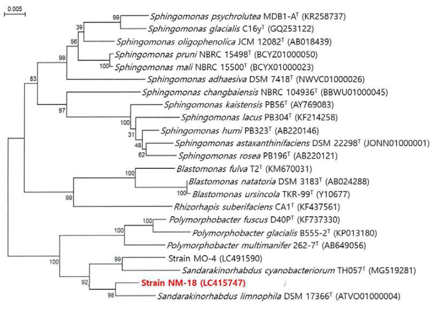 Rooted neighbor-joining tree based on 16S rRNA gene sequences showing the phylogenetic position of strain NM-18 and related bacteria in the genus Sandarakinorhabdus. Bootstrap values, expressed as a percentage of 1,000 replications, are given at branching points. Bar, 0.005 subtitutions per nucleotide position