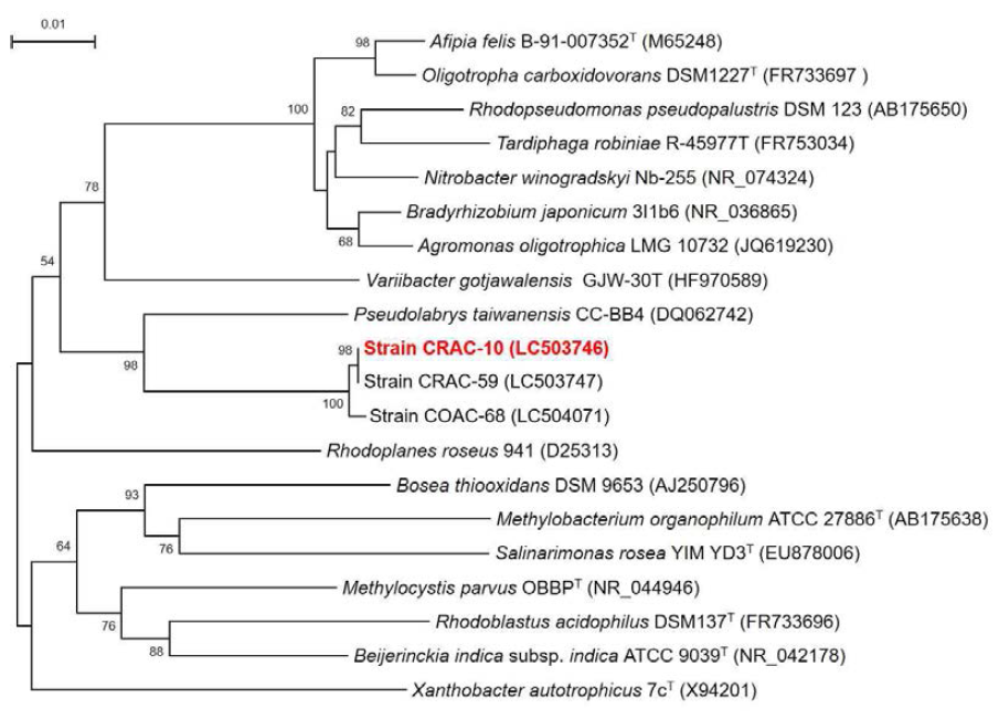 Rooted neighbor-joining tree based on 16S rRNA gene sequences showing the phylogenetic position of strain CRAC-10 and related bacteria in the family Bradyrhizobiaceae. Bootstrap values, expressed as a percentage of 1,000 replications, are given at branching points. Bar, 0.01 subtitutions per nucleotide position