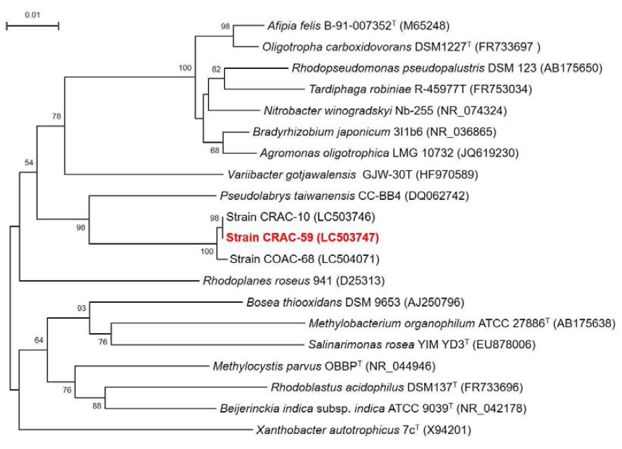 Rooted neighbor-joining tree based on 16S rRNA gene sequences showing the phylogenetic position of strain CRAC-59 and related bacteria in the family Bradyrhizobiaceae. Bootstrap values, expressed as a percentage of 1,000 replications, are given at branching points. Bar, 0.01 subtitutions per nucleotide position