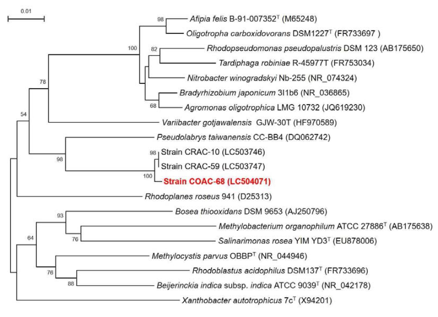Rooted neighbor-joining tree based on 16S rRNA gene sequences showing the phylogenetic position of strain COAC-68 and related bacteria in the family Bradyrhizobiaceae. Bootstrap values, expressed as a percentage of 1,000 replications, are given at branching points. Bar, 0.01 subtitutions per nucleotide position