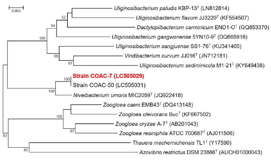 Rooted neighbor-joining tree based on 16S rRNA gene sequences showing the phylogenetic position of strain COAC-7 and related bacteria in the genus Neveibacterium. Bootstrap values, expressed as a percentage of 1,000 replications, are given at branching points. Bar, 0.005 subtitutions per nucleotide position