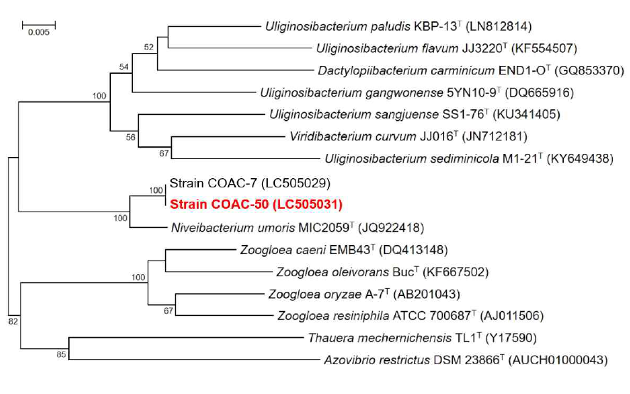 Rooted neighbor-joining tree based on 16S rRNA gene sequences showing the phylogenetic position of strain COAC-50 and related bacteria in the genus Neveibacterium. Bootstrap values, expressed as a percentage of 1,000 replications, are given at branching points. Bar, 0.005 subtitutions per nucleotide position