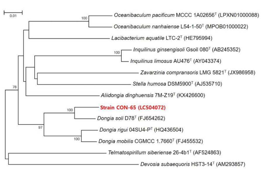 Rooted neighbor-joining tree based on 16S rRNA gene sequences showing the phylogenetic position of strain CON-65 and related bacteria in the genus Dongia. Bootstrap values, expressed as a percentage of 1,000 replications, are given at branching points. Bar, 0.01 subtitutions per nucleotide position