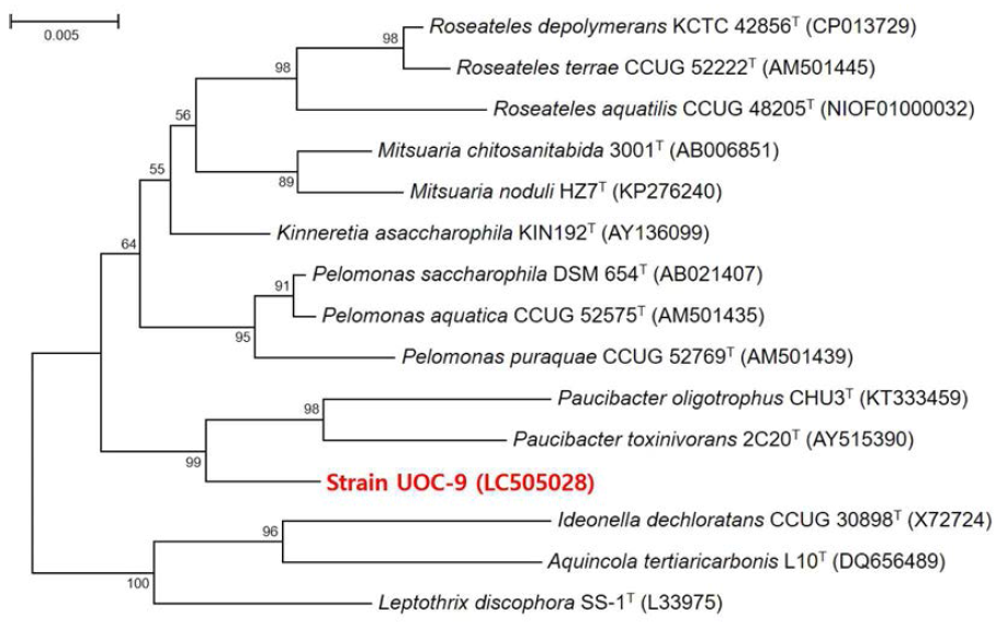 Rooted neighbor-joining tree based on 16S rRNA gene sequences showing the phylogenetic position of strain UOC-9 and related bacteria in the genus Kinnertia. Bootstrap values, expressed as a percentage of 1,000 replications, are given at branching points. Bar, 0.005 subtitutions per nucleotide position