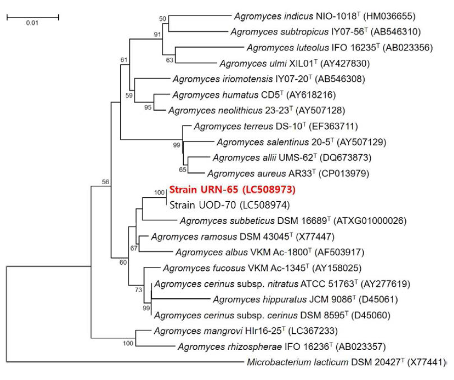 Rooted neighbor-joining tree based on 16S rRNA gene sequences showing the phylogenetic position of strain URN-65 and related bacteria in the genus Agromyces. Bootstrap values, expressed as a percentage of 1,000 replications, are given at branching points. Bar, 0.01 subtitutions per nucleotide position