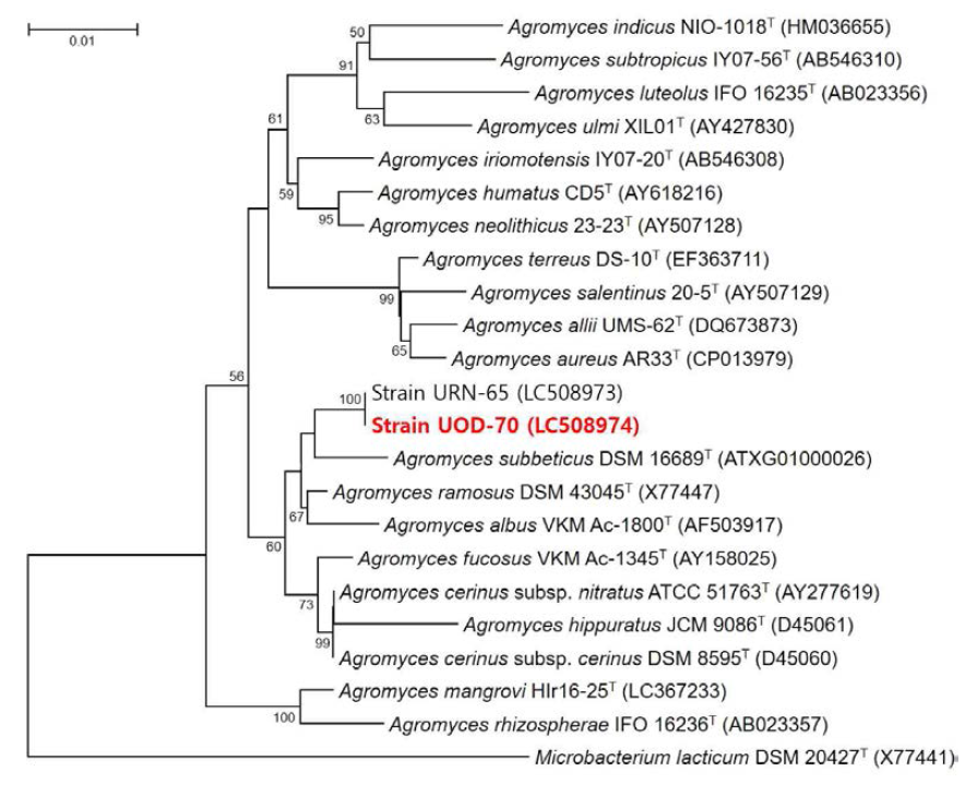 Rooted neighbor-joining tree based on 16S rRNA gene sequences showing the phylogenetic position of strain UOD-70 and related bacteria in the genus Agromyces. Bootstrap values, expressed as a percentage of 1,000 replications, are given at branching points. Bar, 0.01 subtitutions per nucleotide position