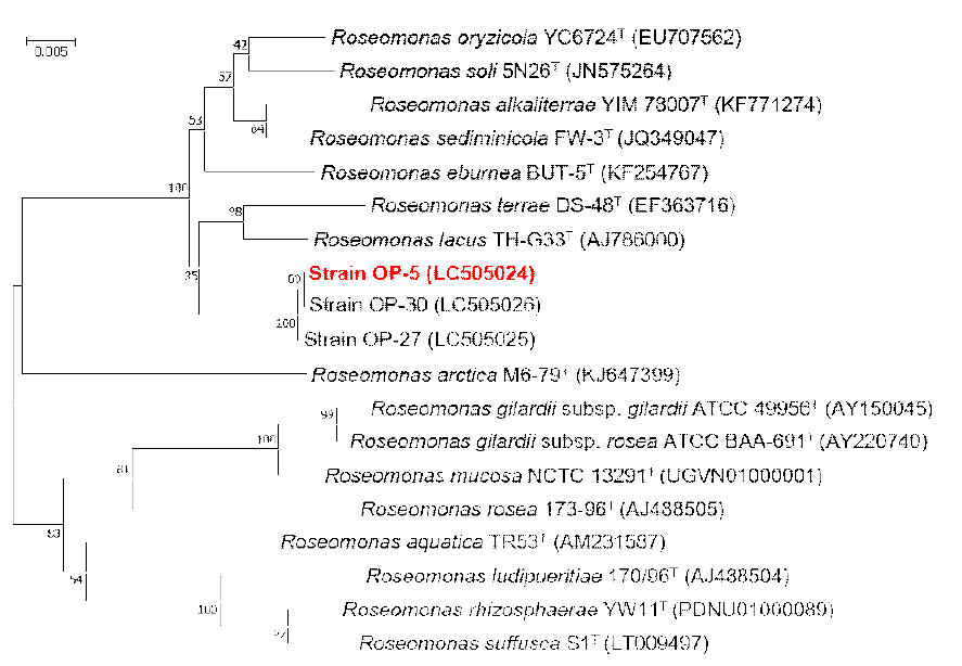 Rooted neighbor-joining tree based on 16S rRNA gene sequences showing the phylogenetic position of strain OP-5 and related bacteria in the genus Roseomonas. Bootstrap values, expressed as a percentage of 1,000 replications, are given at branching points. Bar, 0.005 subtitutions per nucleotide position