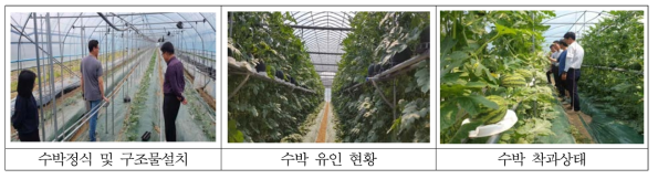 수박 지주재배 중소형과 생산실증연구 재배 현황