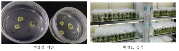 고구마 무병묘 증식