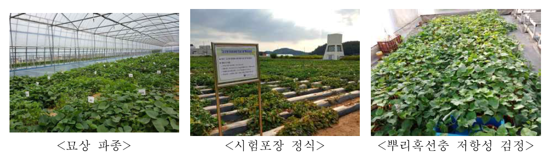 고구마 유전자원 포장 및 병해충 검정 포장