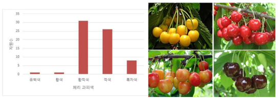 체리 유전자원의 과피색에 따른 자원 빈도수와 다양한 과피색