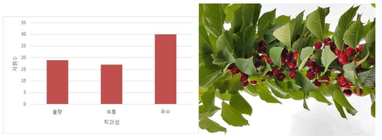 착과성에 따른 체리 유전자원 빈도수와 착과성이 우수한 ‘스키나’ 품종