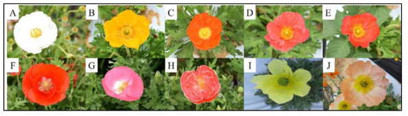 꽃양귀비 유전자원별 꽃색 및 형태적 특성, A-E; P. nudicaule, F-H; P. rhoeas, I; P. fauriei, J; P. oriental