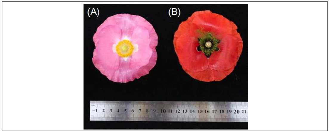 Flower image of P. rhoeas. (A) RA. (B) RS