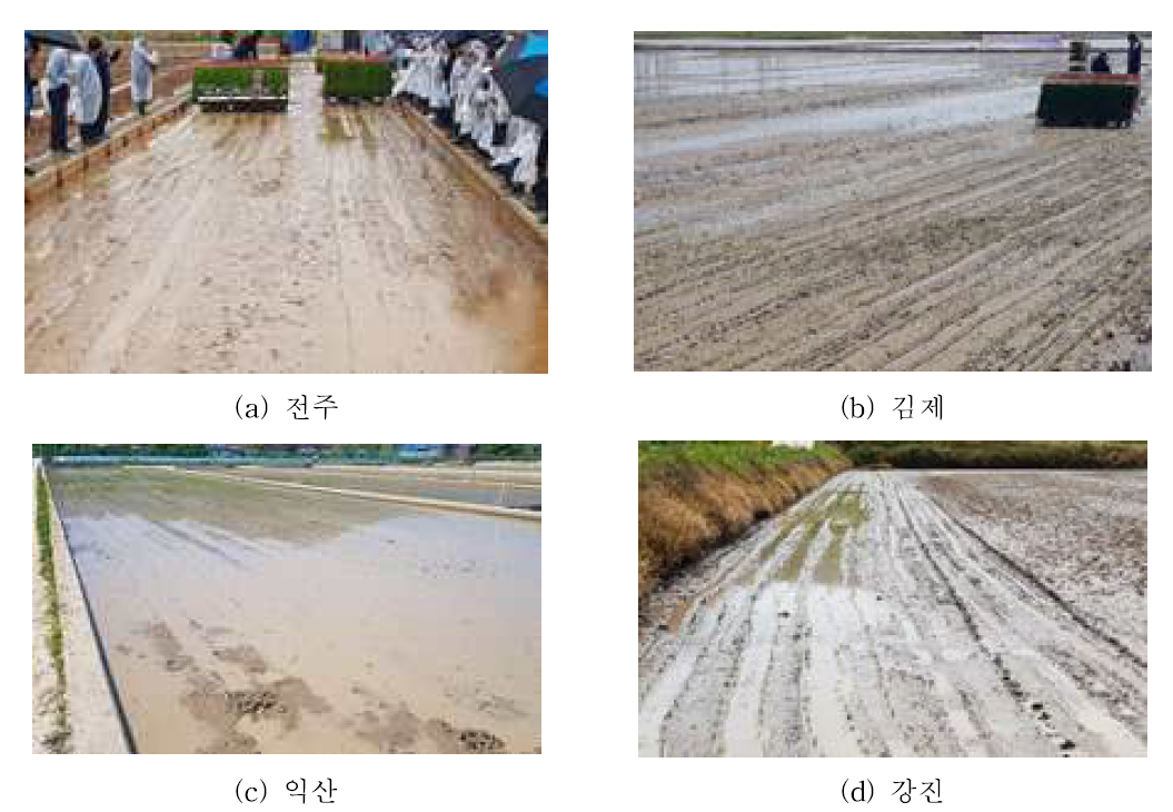 소식재배 이앙기 이앙상태