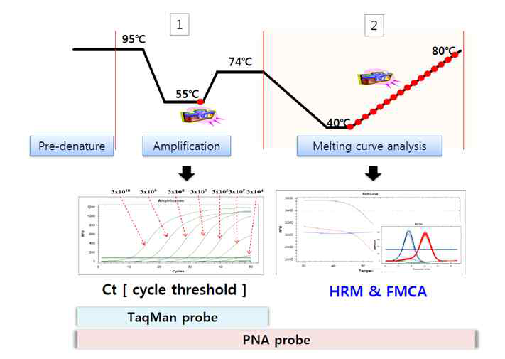 PNA probe 활용 melting curve method 이용한 화상병균 검출 방법
