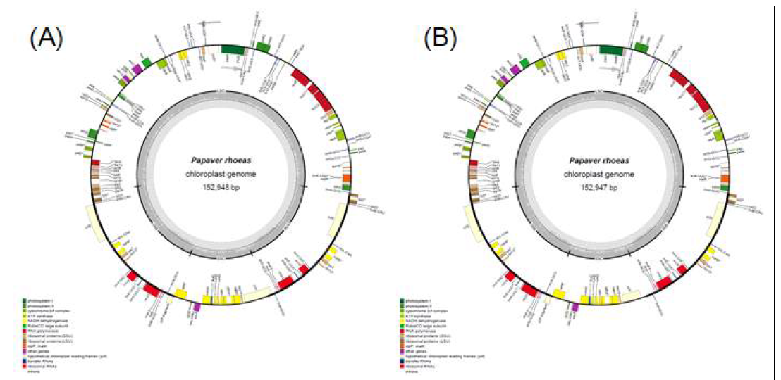 The map of chloroplast genome. (A) RA. (B) RS