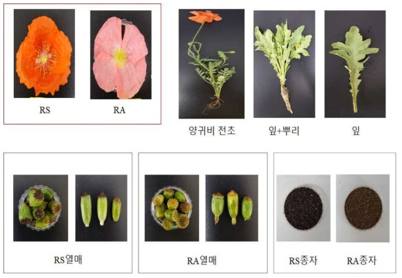 양귀비 시료 부위별 외관