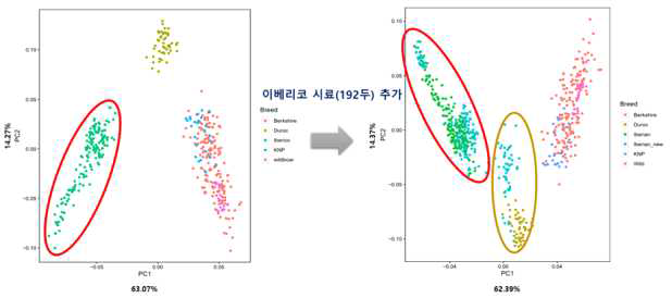 Results of PCA analysis using 500 SNP sets by merging additional Iberico samples into existing groups. (Left) Before merging Additional Iberian pig samples, (Right) After merging Additional Iberian pig samples