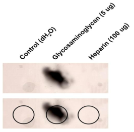 Dot blot를 이용한 소듐헤파린과 signal peptide TAT-His 사이의 상호작용 실험