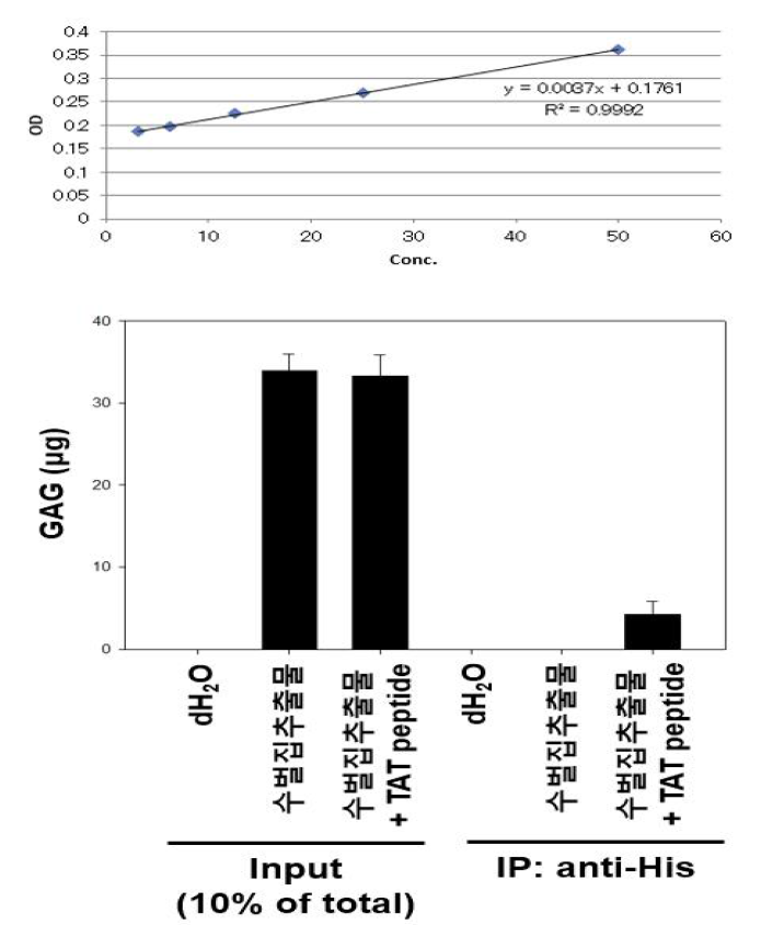 Immunoprecipitation-in vitro GAG assay를 활용한 서양뒤영벌 수벌, 봉군 GAG 추출물과 TAT-His peptide 사의의 상호작용 1차 검정