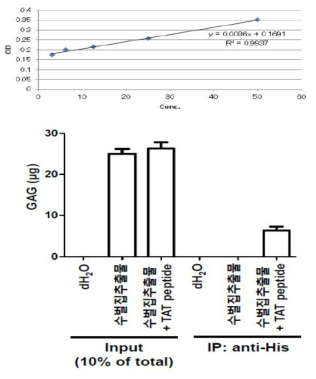 Immunoprecipitation-in vitro GAG assay를 활용한 서양뒤영벌 수벌, 봉군 GAG 추출물과 TAT-His peptide 사의의 상호작용 2차 검정