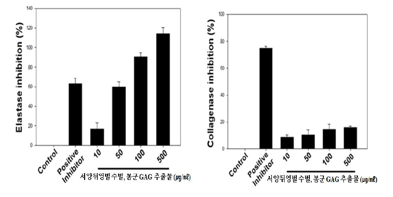 서양뒤영벌 수벌, 봉군 GAG 추출물 elastase 및 collagenase 활성 억제 결과