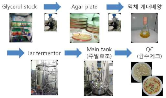미생물 scale up 공정도