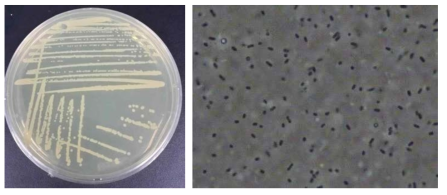 A. faecalis EBN-NS13(KCTC 12471BP) LB 고체배지 콜로니 사진(좌)과 콜로니 현미경 1,000배 관찰 사진(우)