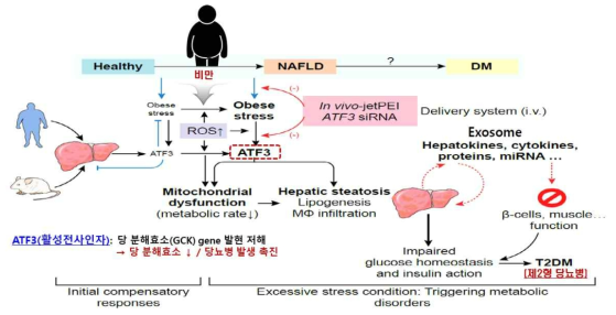 NAFLD 환자의 ATF3 발현과 당뇨병 연관 병리기전 *출처 : 국립보건연구원, Activating Transcription factor 3, 2017