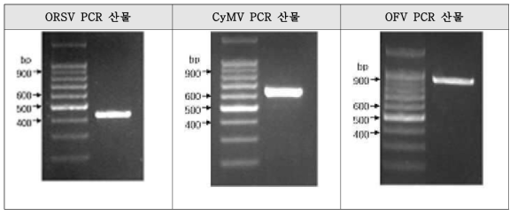 검정용 프라이머로 증폭된 PCR 산물 전기영동 사진