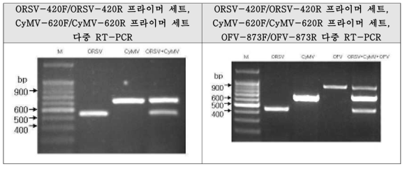 프라이머 세트 다중 RT-PCR 결과