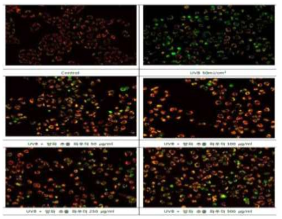 양파 추출 파우더 및 지표 물질인 스피레오시드를 control 대조군과 UVB 50mJ 처리군을 비교하여 염색된 정도를 비교한 자료 (자료: 한국공개특허 10-2018-0134586)
