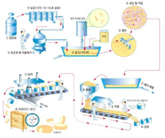 치즈의 제조공정 *자료 : 서울우유협동조합