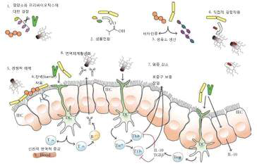 장내에서 유산균의 역할