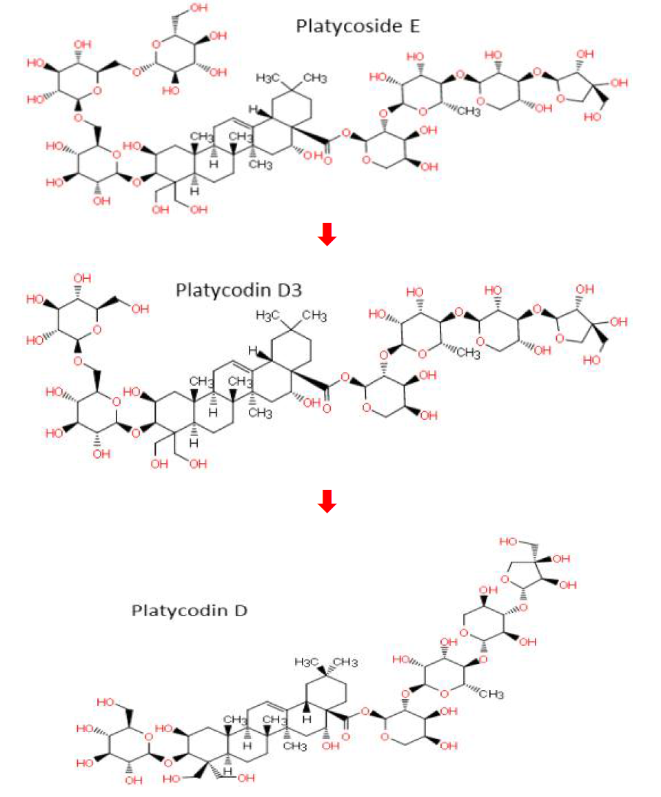 Platycoside E로부터 Deglycosylation이 이루어지면서 Platycodin D3와 D로의 변환과정