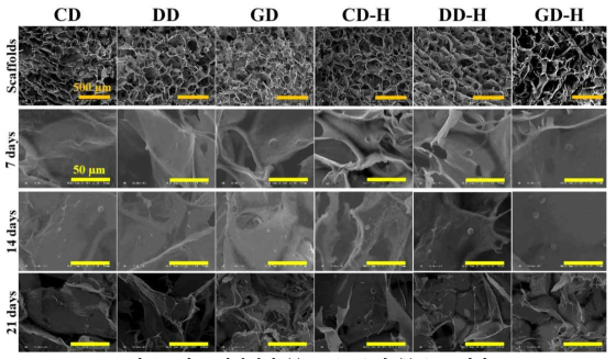 각 스펀지에서 (a) confocal 및 (b) SEM 결과