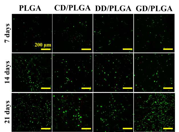 가금류 골분/PLGA에서 세포 생존률 평가