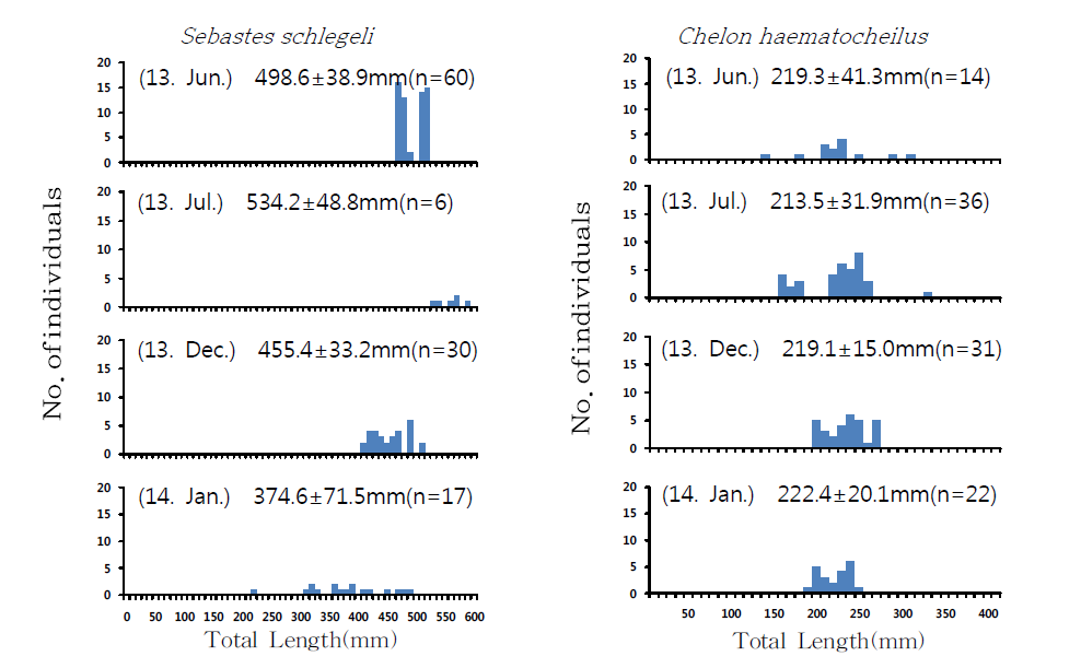 조사 시기에 따른 의항 연안에서 정치망(이각망)으로 채집된 조피볼락과 숭어의 전장 조성 변화