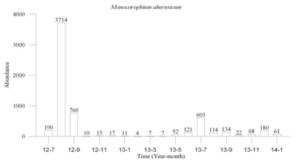 조사기간 중 양식시설에서 M. acherusicum의 개체수 변동