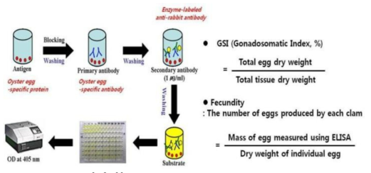 항원항체 효소면역법에 의한 굴의 번식량 측정