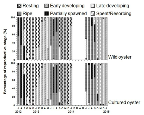 양성 굴(cultured oyster)과 자연 굴(wild oyster)의 번식주기