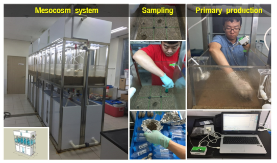 실내 메소코즘 샘플링 및 일차생산량 측정 모습