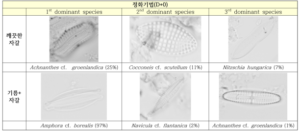 정화기법(0일차) 별 저서미세조류 주요 우점종(종명 옆 괄호는 전체 개체 수 대비 비율)