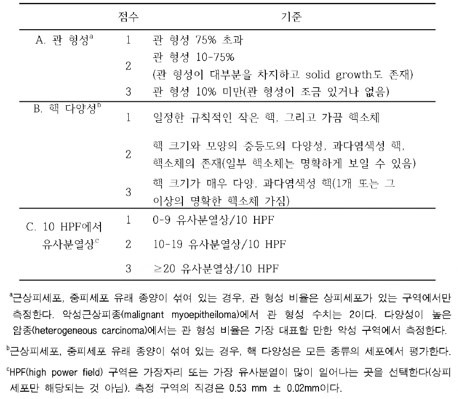 관 형성，핵 다양성，유사분열상 측정 방법