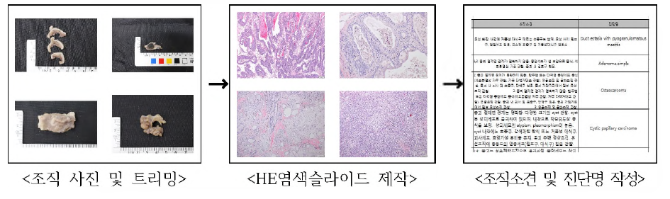 유선종양 조직처리 및 진단 과정