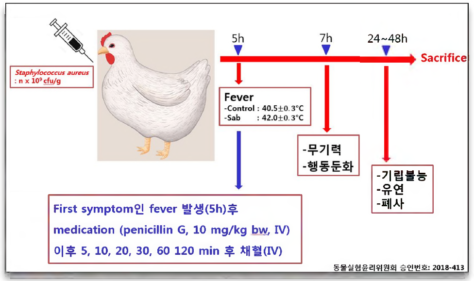 Expeimental procedure of Staphylococcus aureus bacteremia (Sab) model