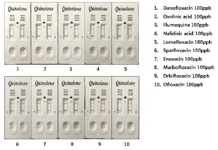 완제품 키트의 플루오르퀴놀론 계열의 항생제와의 교차반응 시험