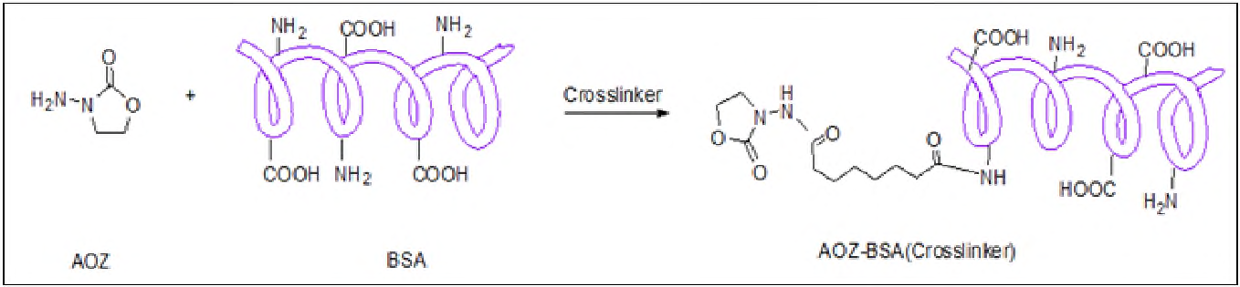 AOZ-BSA conjugate